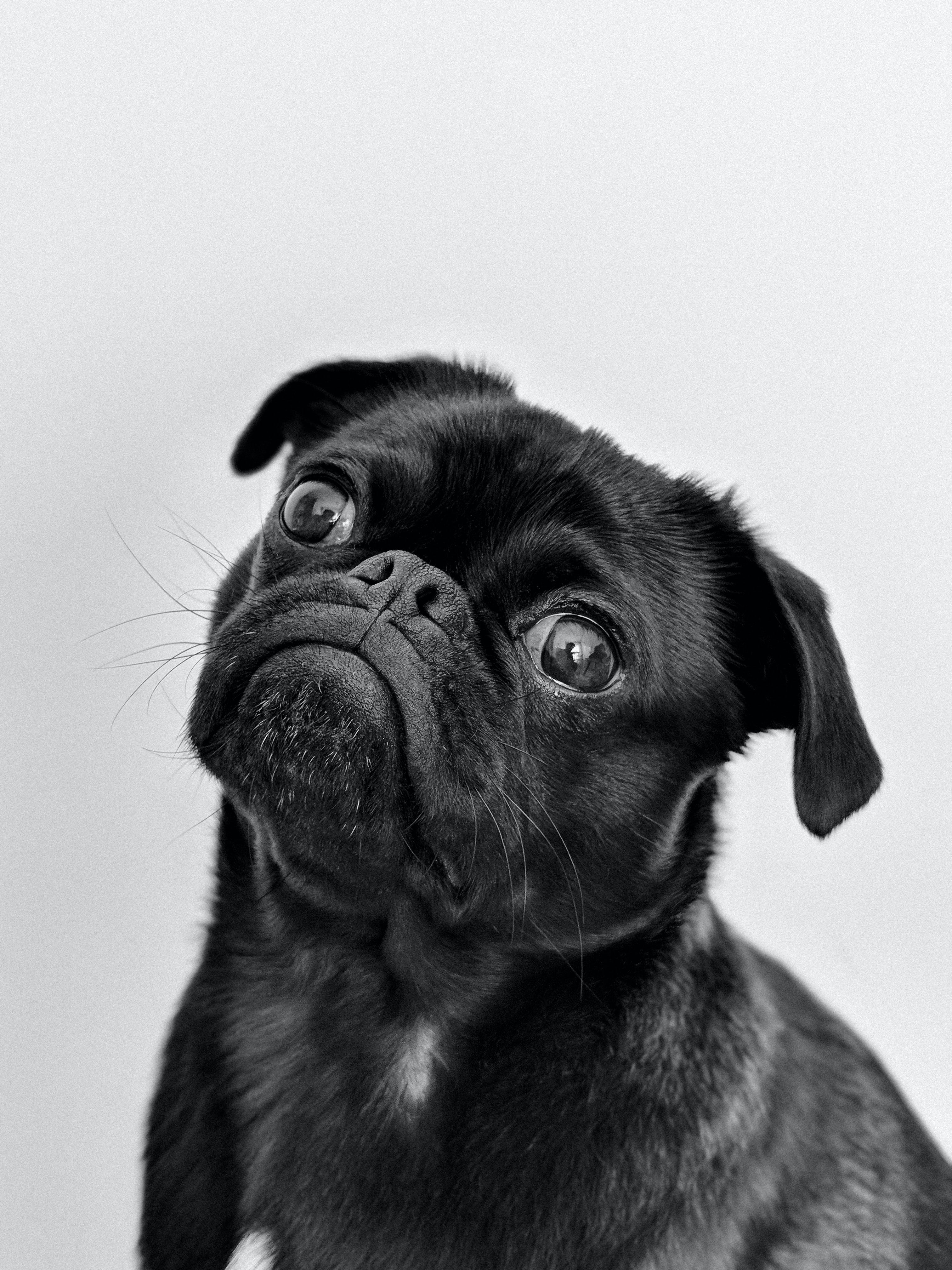 Salmon Oil for Dogs and Cats 5 Star Reviews at Bunny Punch