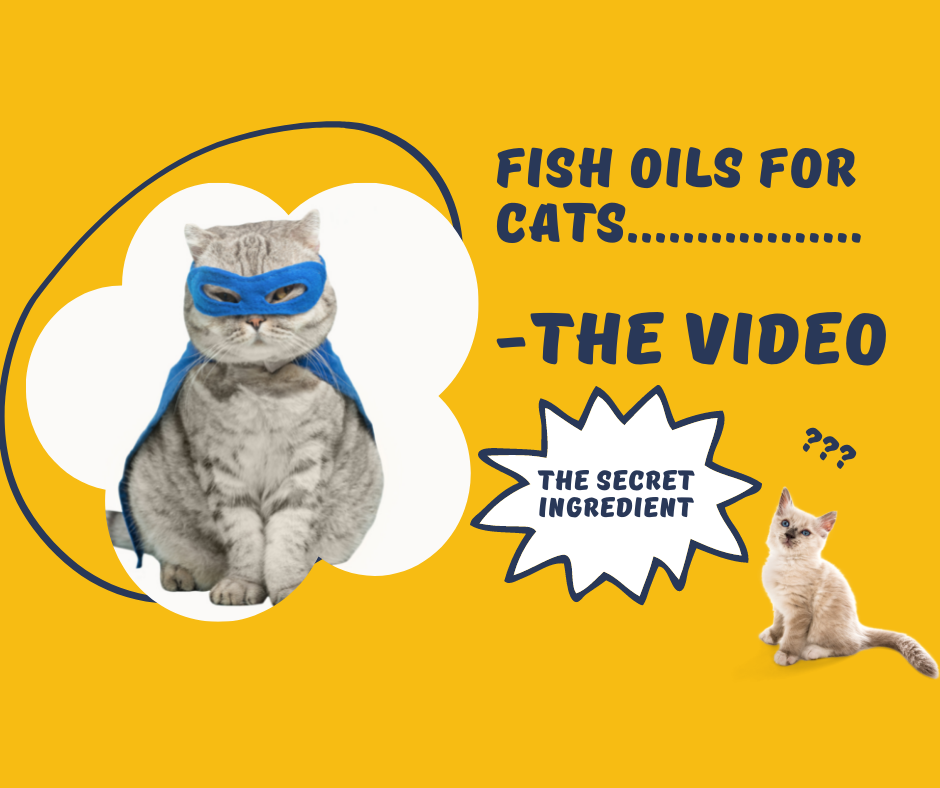 The Truth About Fish Oil For Cats and Its Benefits