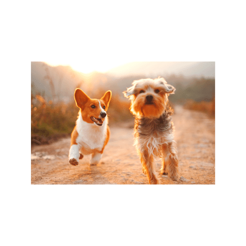 Salmon Oil for Dogs and Cats 4 Star Reviews at Bunny Punch