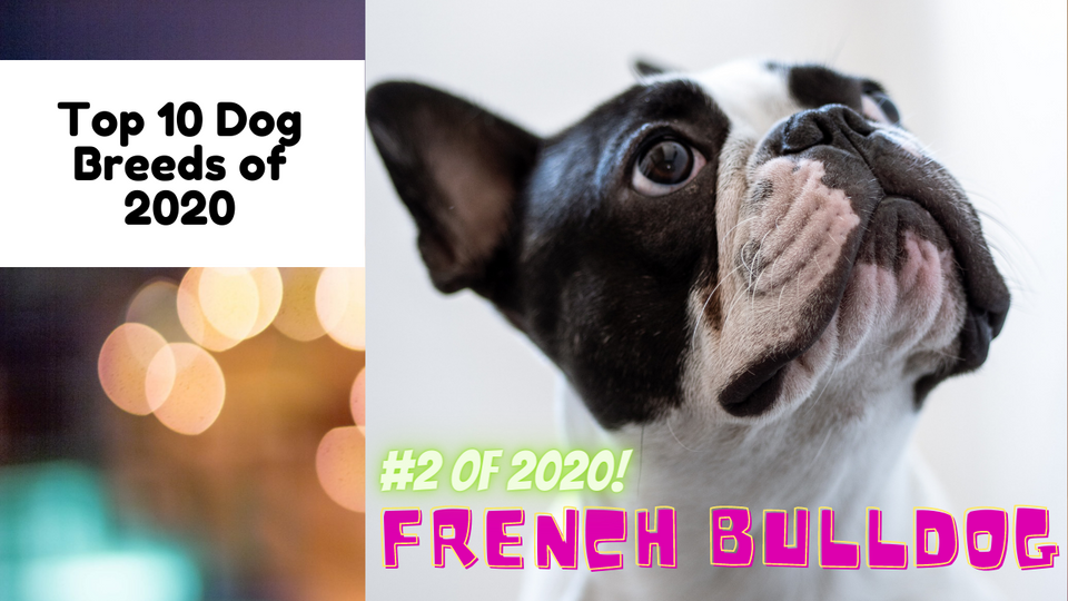 Top 10 Dog Breeds, #2 French Bulldogs. Frenchie's, playful, alert, adaptable and irresistible.