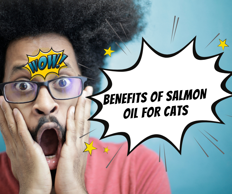 How Important Is Omega-3 Fatty Acids in a Cat's Diet?