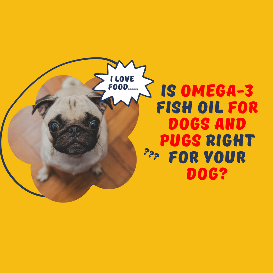 Is Omega-3 Fish Oil For Dogs and Pugs Right For Your Dog?