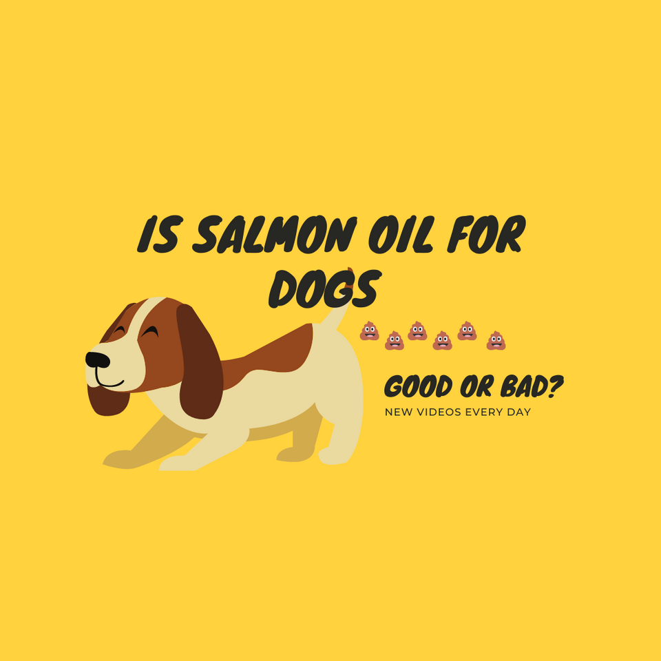 Is Salmon Oil For Dogs Good Or Bad?