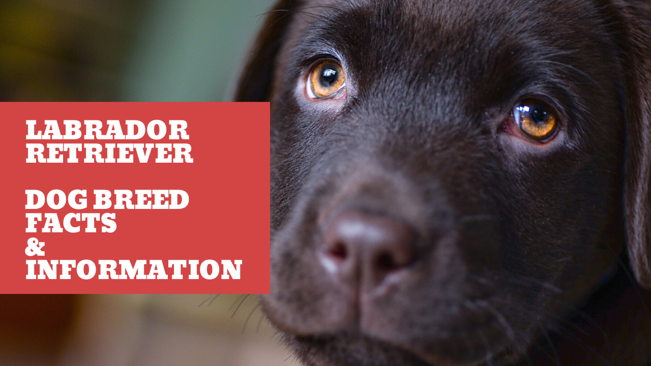 Labrador Retriever Dog Breed Facts Information Salmon Oil For Dog s labrador-retriever-dog-breed-facts-information-salmon-oil-for-dog-s