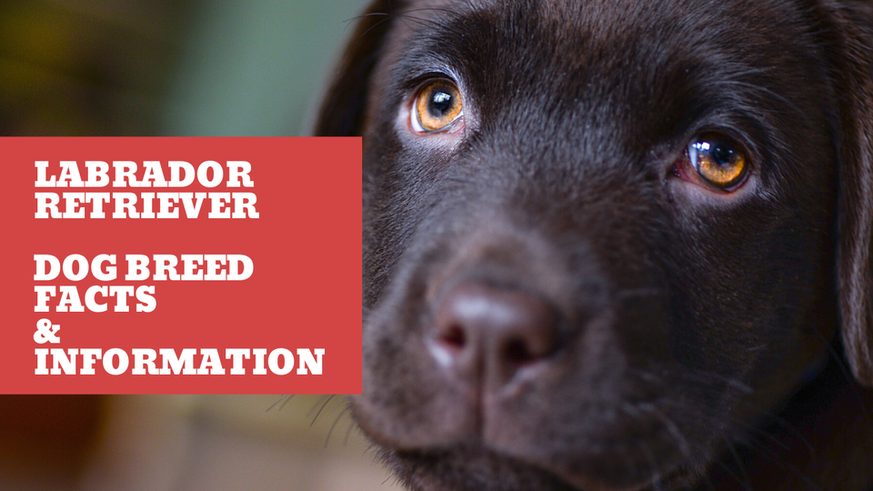 Labrador Retriever Dog Breed Facts & Information