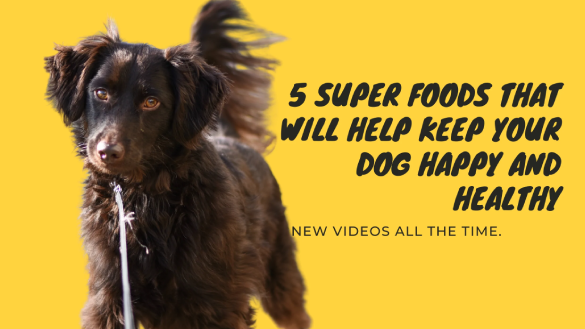 5 Super Foods That Will Help Keep Your Dog Happy and Healthy. Salmon Oil or Fish Oil will Help. Dog