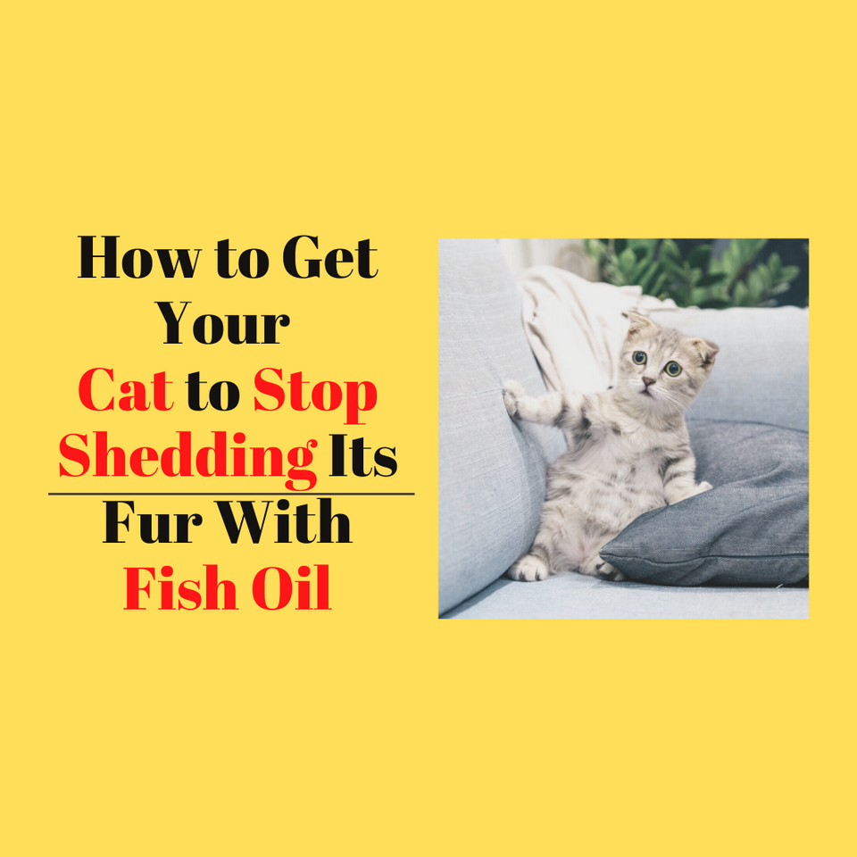How to Get Your Cat to Stop Shedding Its Fur With Fish Oil