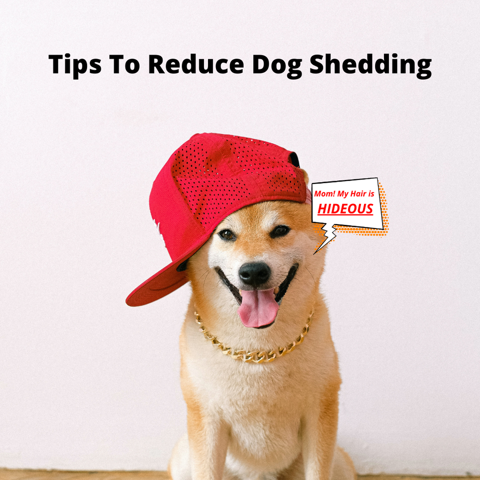 Tips To Reduce Dog Shedding. How too. The Story of unwanted hair under your dogs main coat.