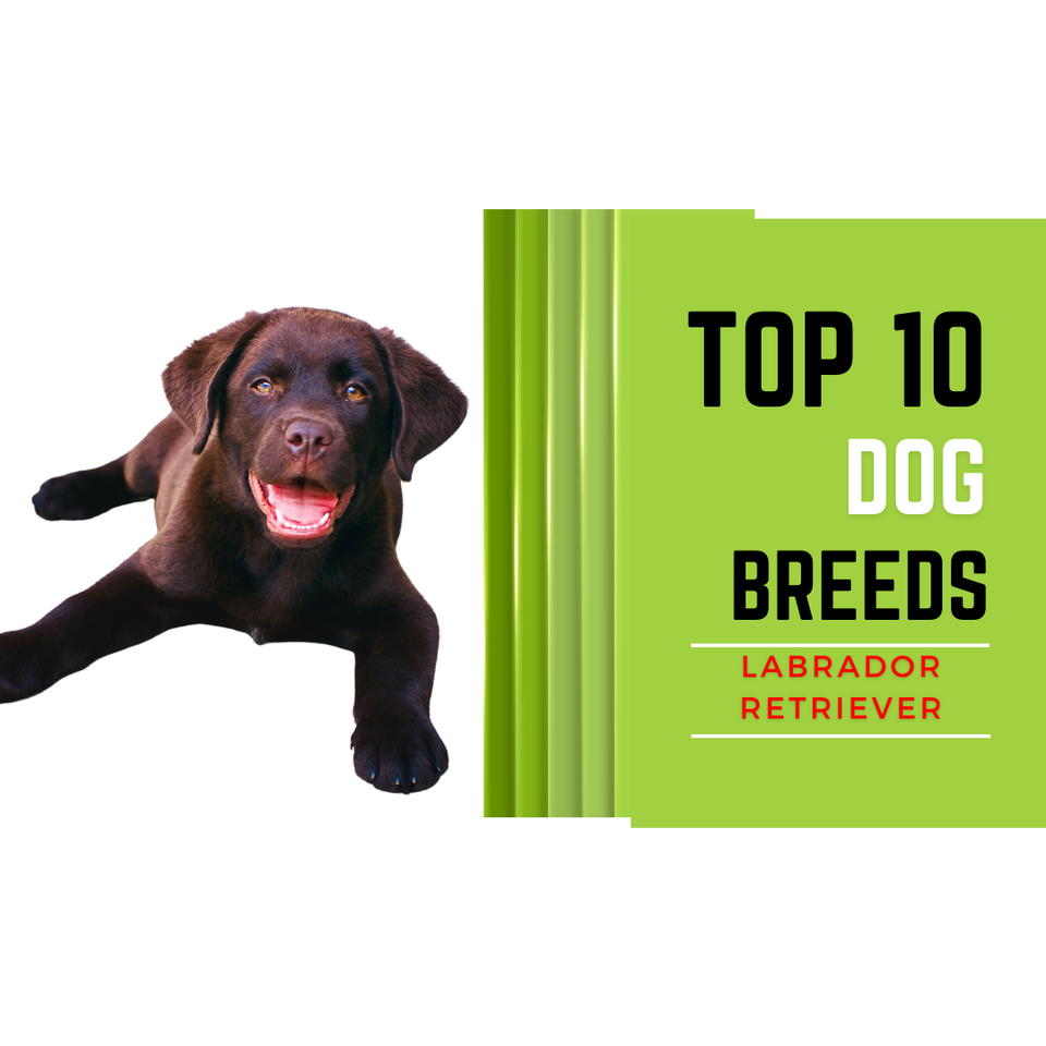 Top 10 Dog Breeds. America's most loved dog breed is the Labrador Retriever, sweet and affectionate.