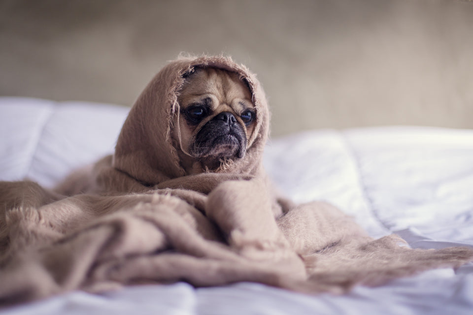 Discover Fish Oil For Dogs - How it Can Help Your Dog!